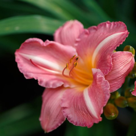 HEMEROCALLIS Prairie Belle