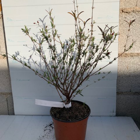 HYPERICUM KALMIANUM Gemo