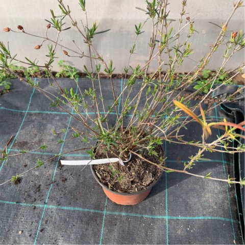 HYPERICUM KALMIANUM Gemo