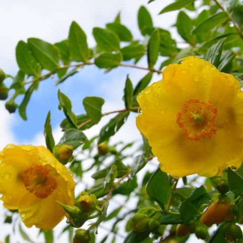 HYPERICUM KALMIANUM Gemo