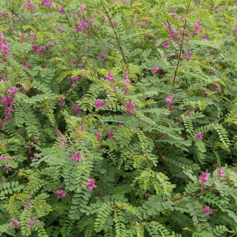 INDIGOFERA GERARDIANA (I.heterantha)