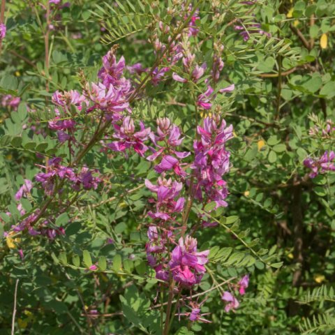 INDIGOFERA GERARDIANA (I.heterantha)