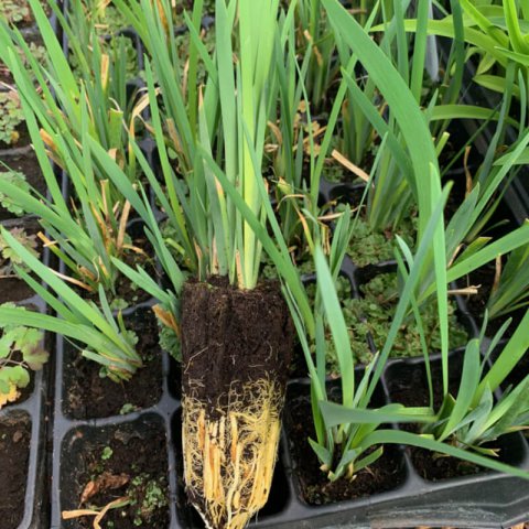 IRIS SPURIA