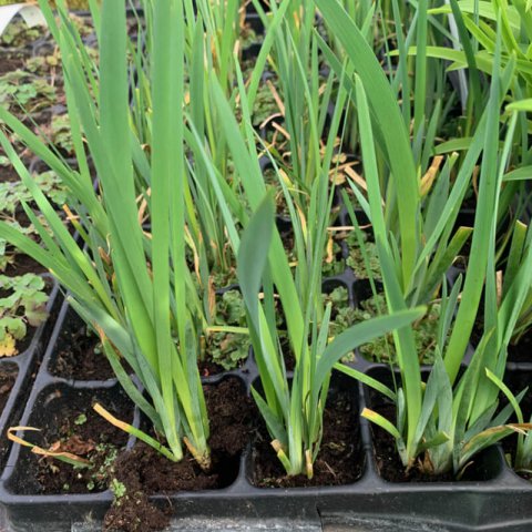 IRIS SPURIA