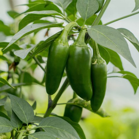 CAPSICUM ANNUUM - CHILI PEPPER Jalapeo