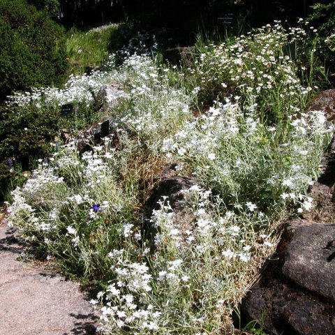 CERASTIUM BIEBERSTEINII - Snow in Summer