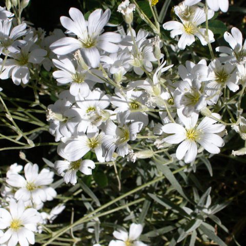 CERASTIUM BIEBERSTEINII - Snow in Summer