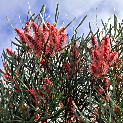 HAKEA FRANCISIANA (H.CORIACEA)