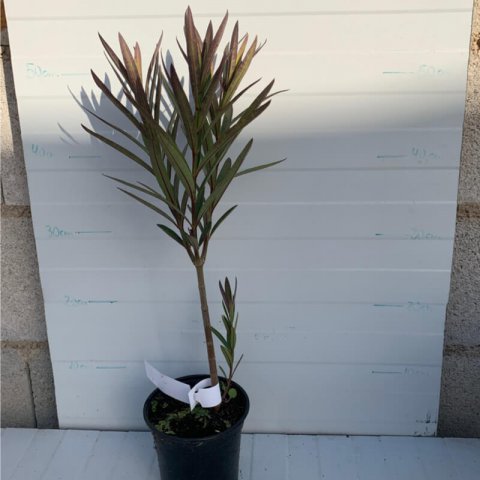 NERIUM OLEANDER Petite Red - Dwarf Red Oleander