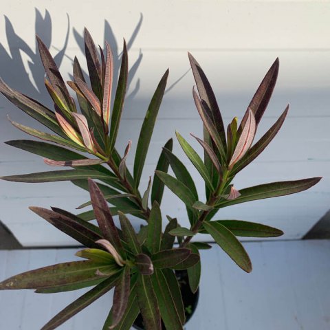 NERIUM OLEANDER Petite Red