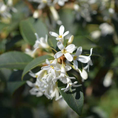 OSMANTHUS x BURKWOODII - Burkwood Osmanthus