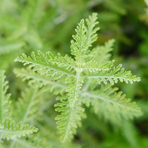 PEROVSKIA ATRIPLICIFOLIA Blue Spire