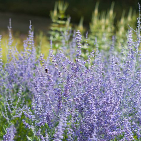 PEROVSKIA ATRIPLICIFOLIA Blue Spire