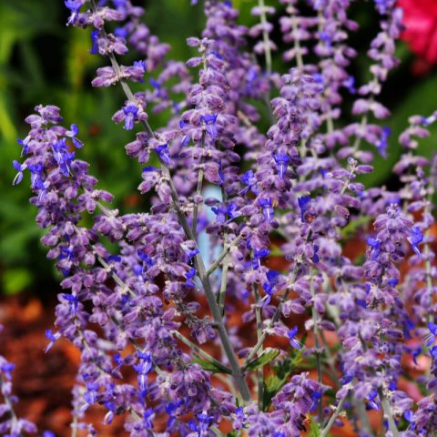 PEROVSKIA ATRIPLICIFOLIA Blue Spire