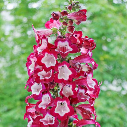 PENNSTEMON Le Phare
