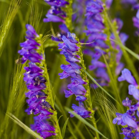 PENSTEMON STRICTUS