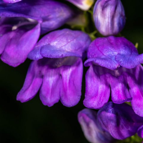 PENSTEMON STRICTUS