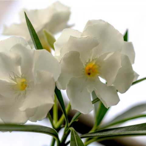 NERIUM OLEANDER Luteum Plenum - Luteum Plenum Oleander