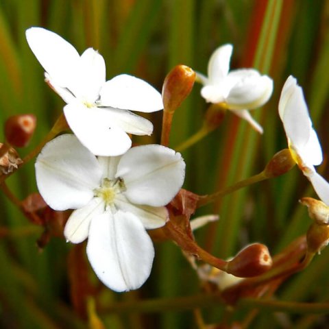 LIBERTIA PEREGRINANS