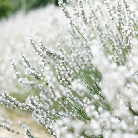 LAVANDULA ANGUSTIFOLIA Ellagance Snow - Espliego Ellagance Snow