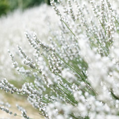 LAVANDULA ANGUSTIFOLIA Ellagance Snow