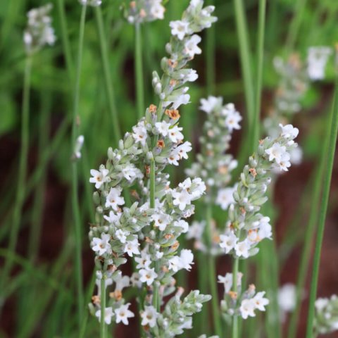 LAVANDULA ANGUSTIFOLIA Ellagance Snow - Espliego Ellagance Snow
