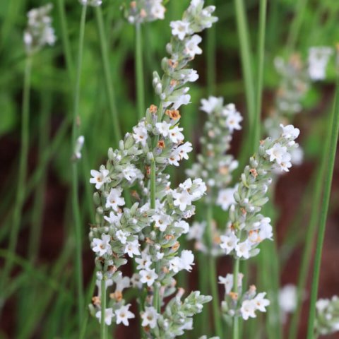 LAVANDULA ANGUSTIFOLIA Ellagance Snow - Lavender