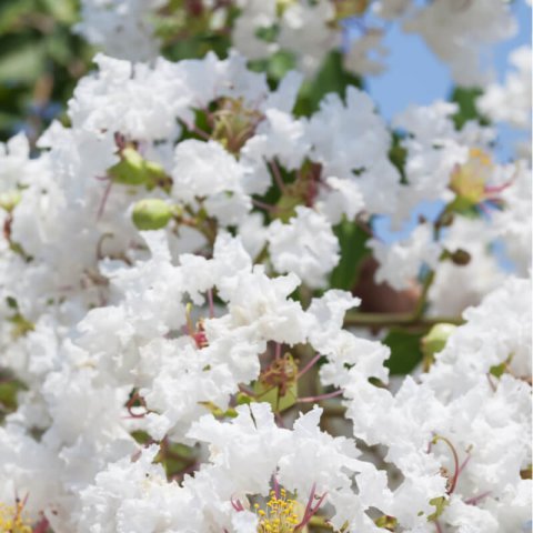 LAGERSTROEMIA INDICA Nivea - rbol de Jpiter blanco