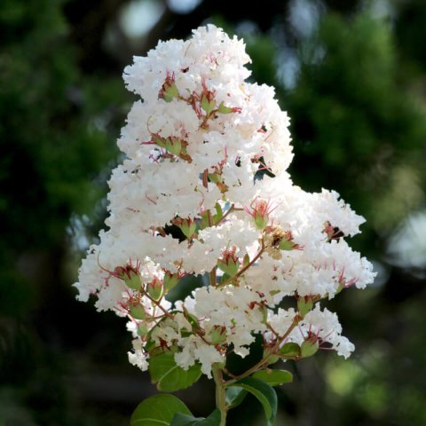 LAGERSTROEMIA INDICA Nivea