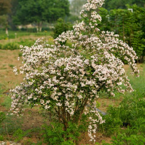 KOLKWITZIA AMABILIS