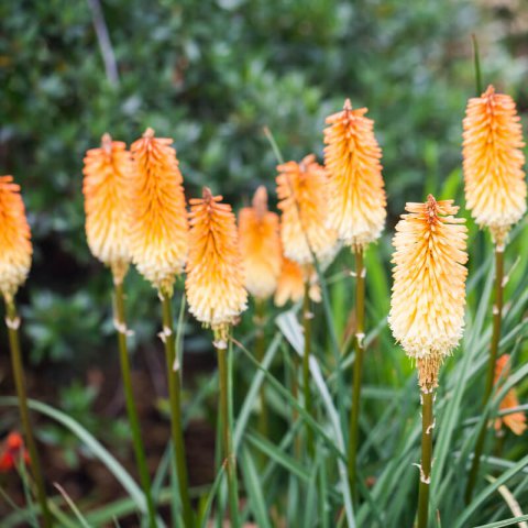 KNIPHOFIA TRIANGULARIS