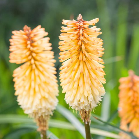 KNIPHOFIA TRIANGULARIS