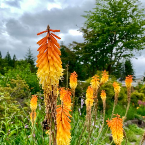 KNIPHOFIA TRIANGULARIS