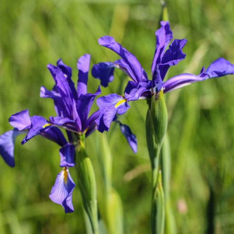 IRIS SPURIA subsp. MARITIMA