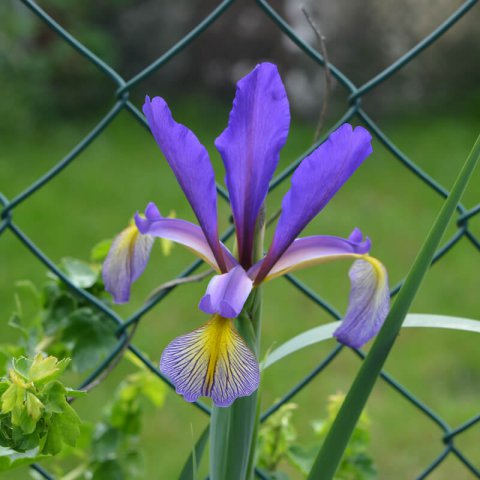 IRIS SPURIA subsp. MARITIMA