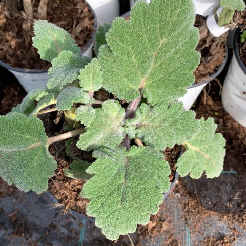 SALVIA SCLAREA var. TURKESTANICA - Esclarea, Amaro