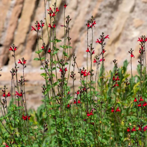 SALVIA MICROPHYLLA Royal Bumble - Salvia Royal Bumble