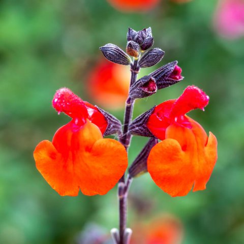 SALVIA MICROPHYLLA Royal Bumble - Salvia Royal Bumble