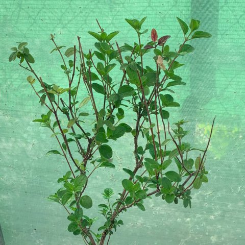 SALVIA MICROPHYLLA Royal Bumble