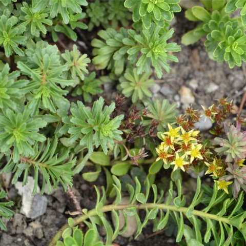 SEDUM KAMTSCHATICUM var. FLORIFERUM - Sedum