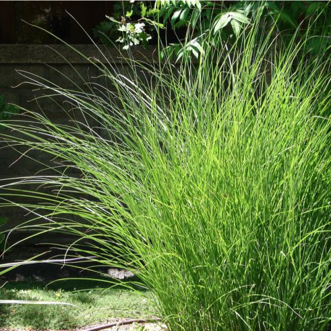 MISCANTHUS SINENSIS Gracillimus - Chinese Silver Grass