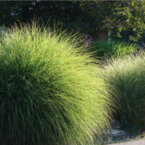 MISCANTHUS SINENSIS Gracillimus Nana - Dwarf Chinese Silver Grass