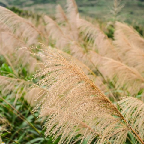 MISCANTHUS SINENSIS Gracillimus Nana - Dwarf Chinese Silver Grass