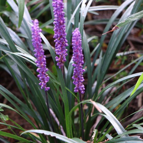 LIRIOPE MUSCARI Big Blue - Big Blue Lily Turf