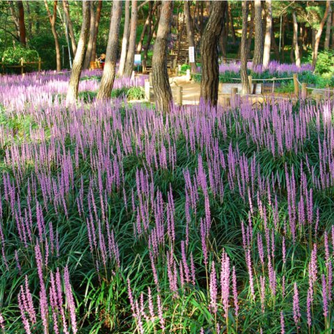 LIRIOPE MUSCARI Big Blue - Big Blue Lily Turf