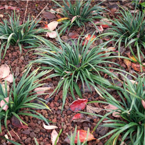 LIRIOPE MUSCARI Big Blue