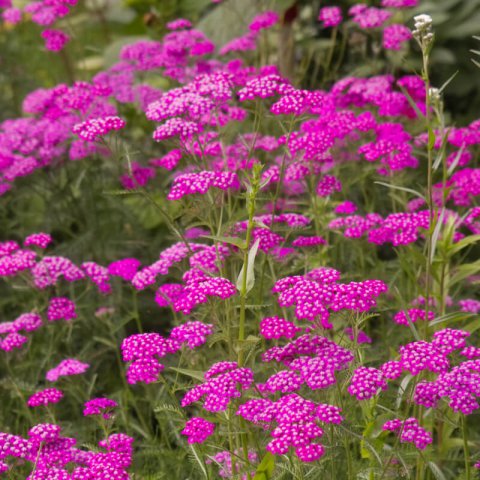 ACHILLEA MILLEFOLIUM Cerise Queen