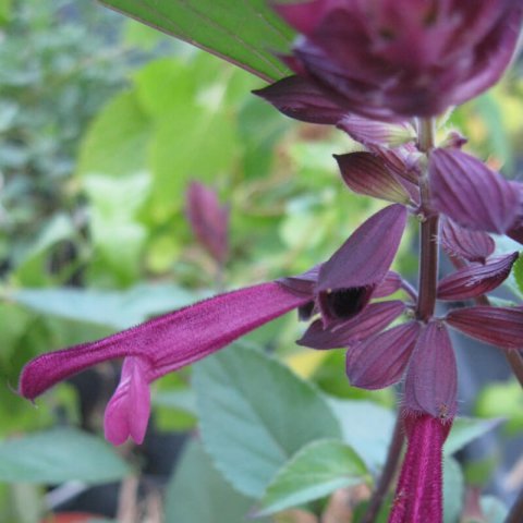 SALVIA x BUCHANANII Love and Wishes