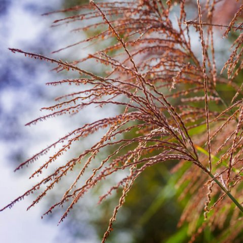 MISCANTHUS SINENSIS Zebrinus - Zebra Grass #1