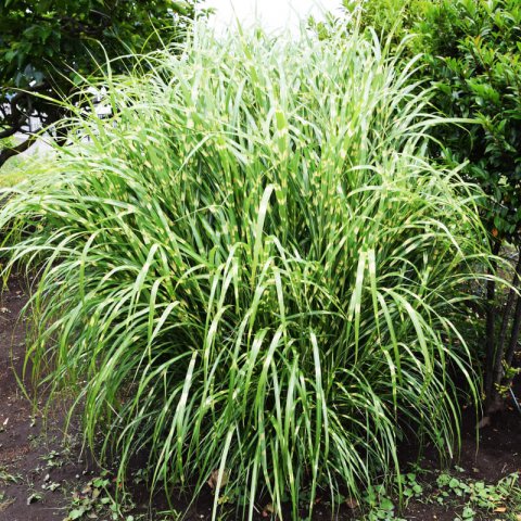 MISCANTHUS SINENSIS Zebrinus - Zebra Grass #2